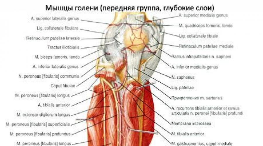 Дистальное сухожилие трехглавой мышцы голени. Мышцы голени, их расположение, функции и строение