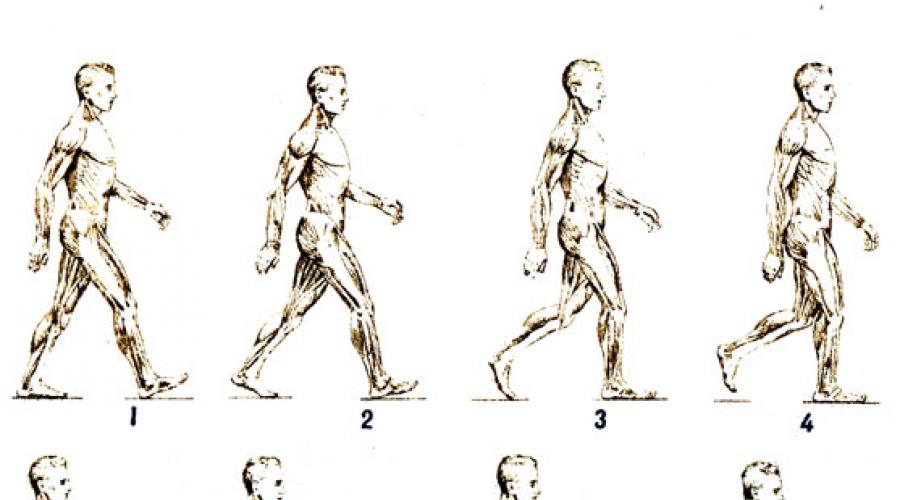 Ходьба человека (анатомическая характеристика). Биомеханика ходьбы и бега