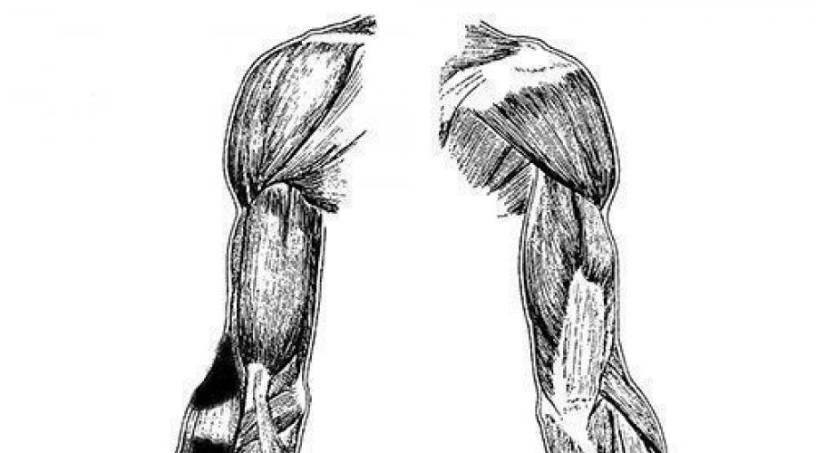 Брахиорадиалис (плечелучевая мышца). Строение и функция