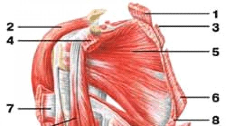 Мышцы плечевого пояса: строение и функции. Мышцы плеча Мышца поднимающая плечо
