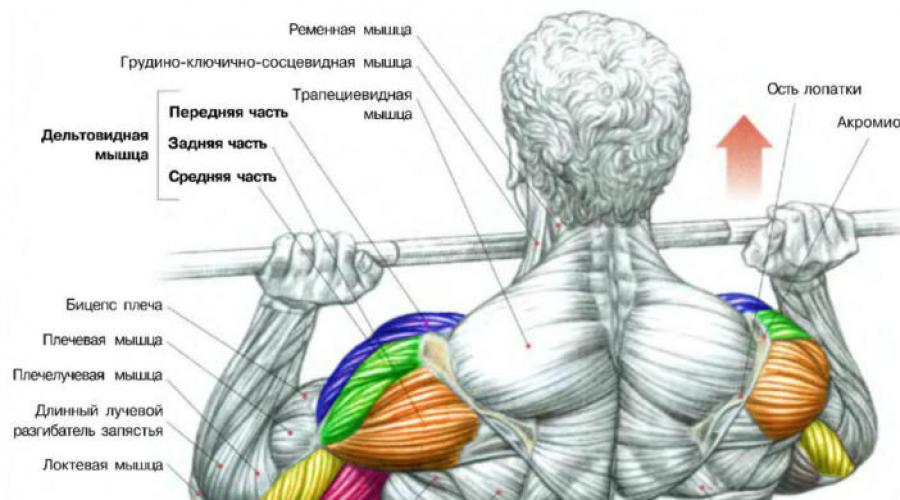 Эффективные упражнения с гантелями на плечи. Качаем плечи: комплекс лучших упражнений на дельты Лучшие упражнения на переднюю дельту