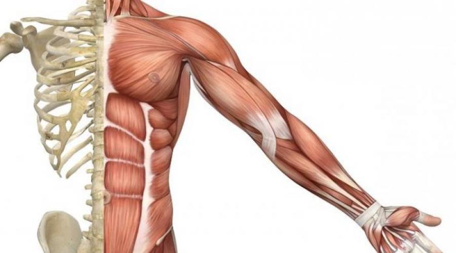 Строение скелетной мышцы как органа. Функции скелетных мышц