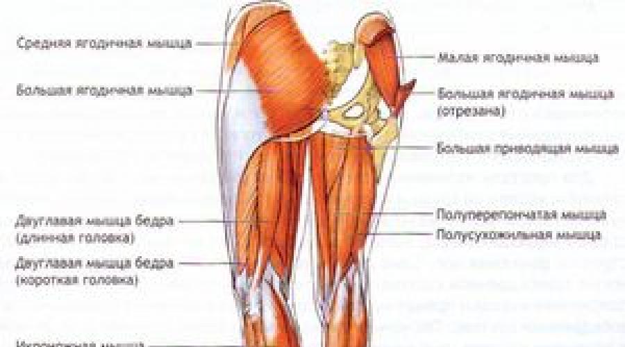 Миозит двуглавой мышцы