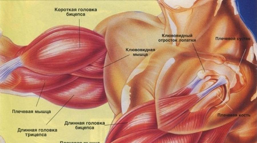 Названия упражнений для рук. Все мышцы рук: анатомия и их правильная тренировка