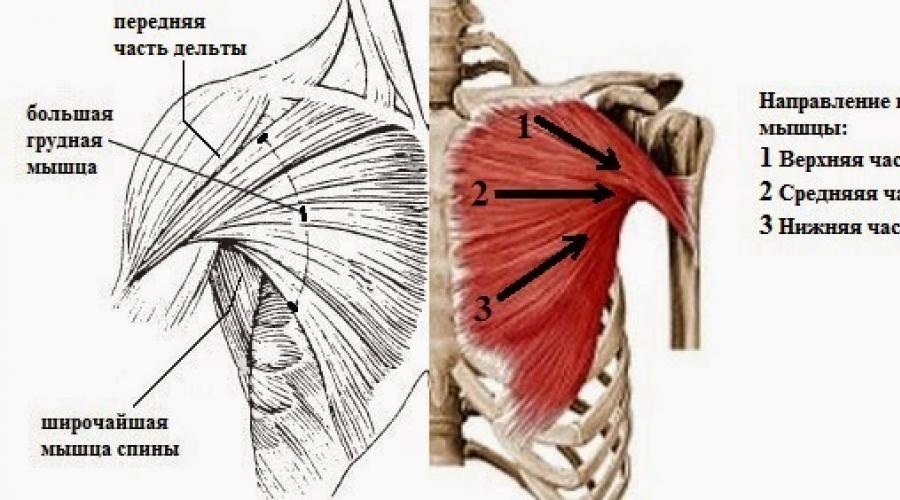 Большая грудная мышца. Направление волокон большой грудной мышцы. Большая грудная мышца m. pectoralis Major. Функции прикрепления большой грудной мышцы. Место крепления большой грудной мышцы.