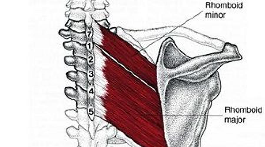 Большая ромбовидная мышца m rhomboideus Major