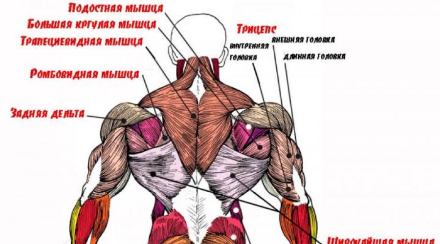 Простые упражнения для мышц спины в домашних условиях. Укрепление мышц спины в домашних условиях