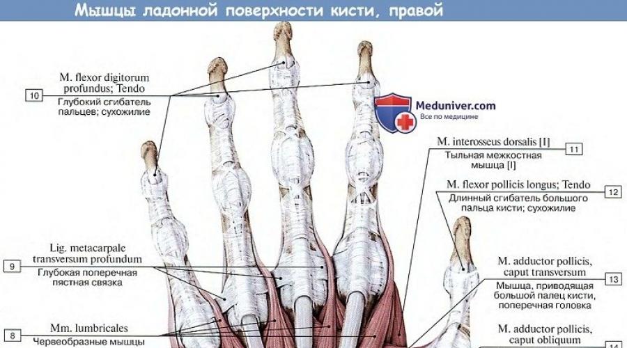 Верхняя прямая мышца на латинском. Мышцы возвышения мизинца