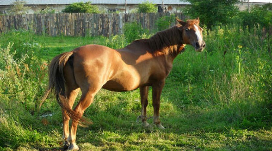 Лошадь миллера. Сонник гнедая лошадь. К чему снится лошадь мужчине коричневая.