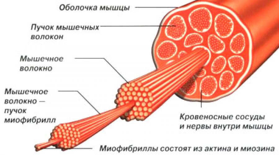 Схема строения скелетного мышечного волокна