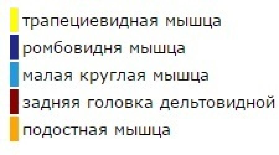 Принцип обратного разведения рук в тренажере «бабочка. Сведения рук в тренажере бабочка Разведение на плечи в тренажере