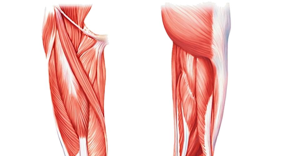 Мышцы бедра передняя поверхность анатомия